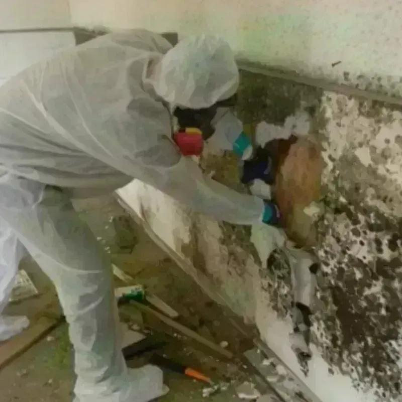 Mold Remediation and Removal in Bossier Parish, LA